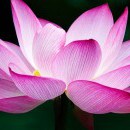 Coachingpraktijk mani-pura