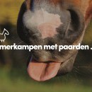 De Groenen Hoek vzw - Zomerkampen met paarden