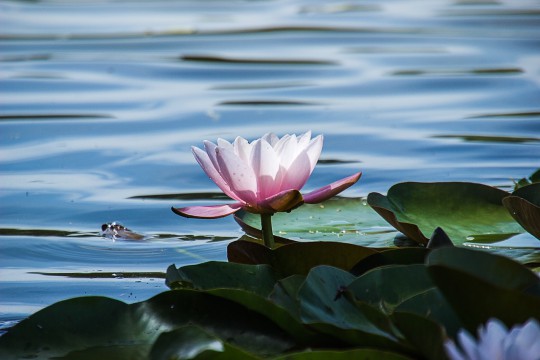 mindfulness training