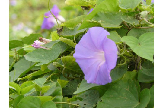 intuïtieve ontwikkeling