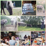 L-intens Paard & Mens